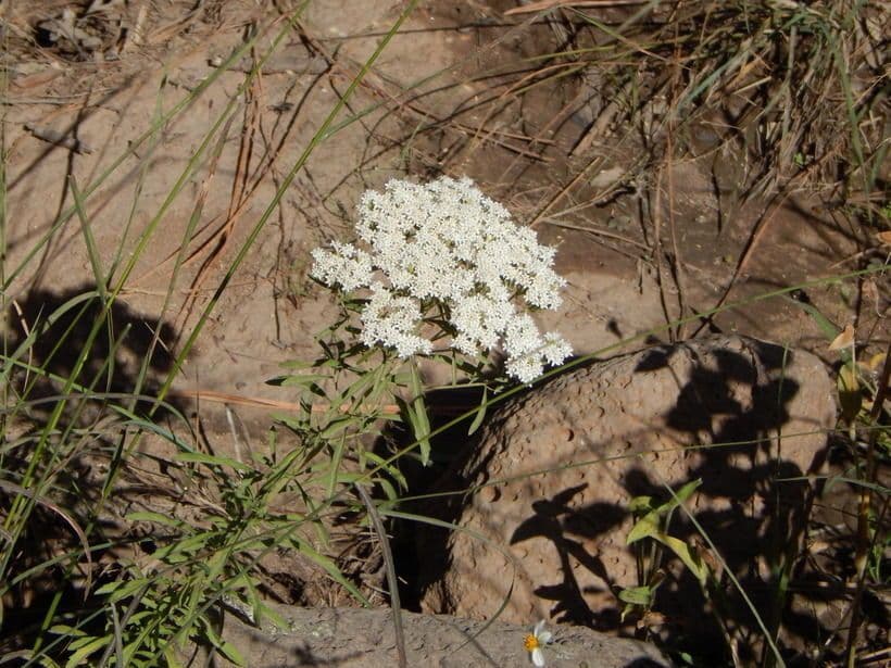 Stevia 8