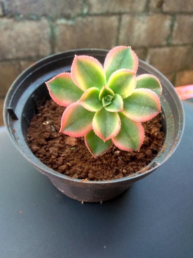 Aeonium decorum 11
