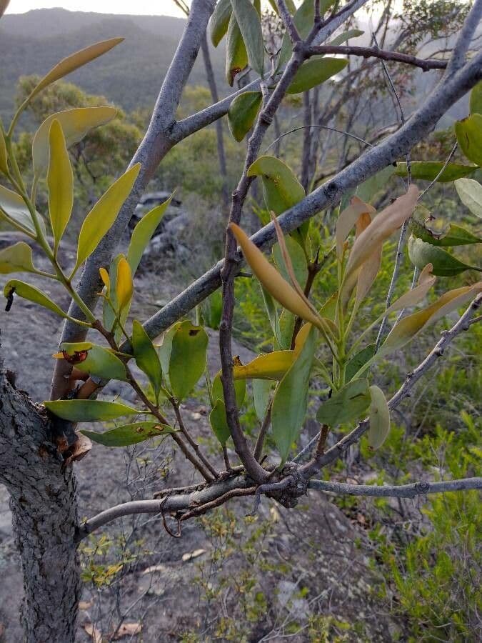 Dendrophthoe