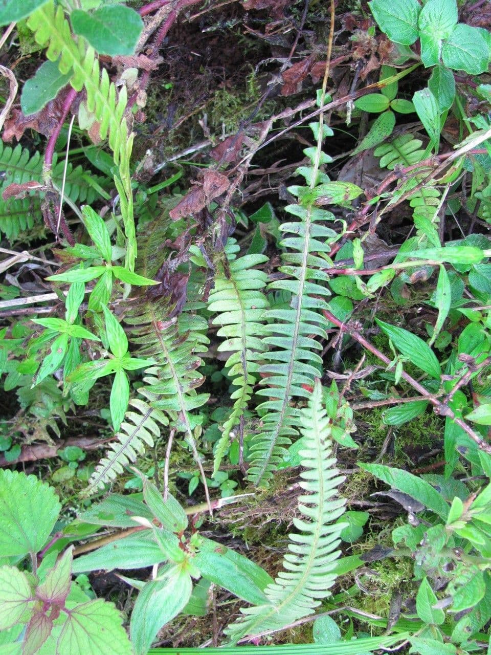 Blechnum polypodioides 6