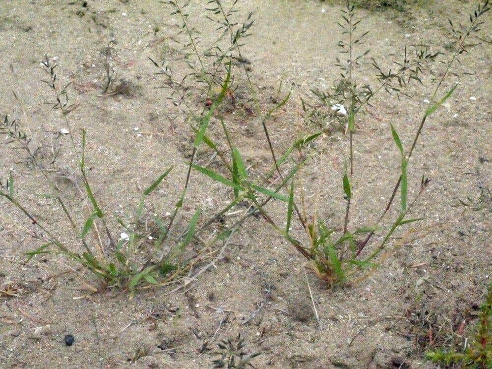 Eragrostis di Barrelier 11