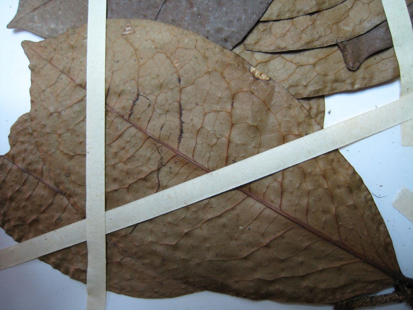 Érythroxyle