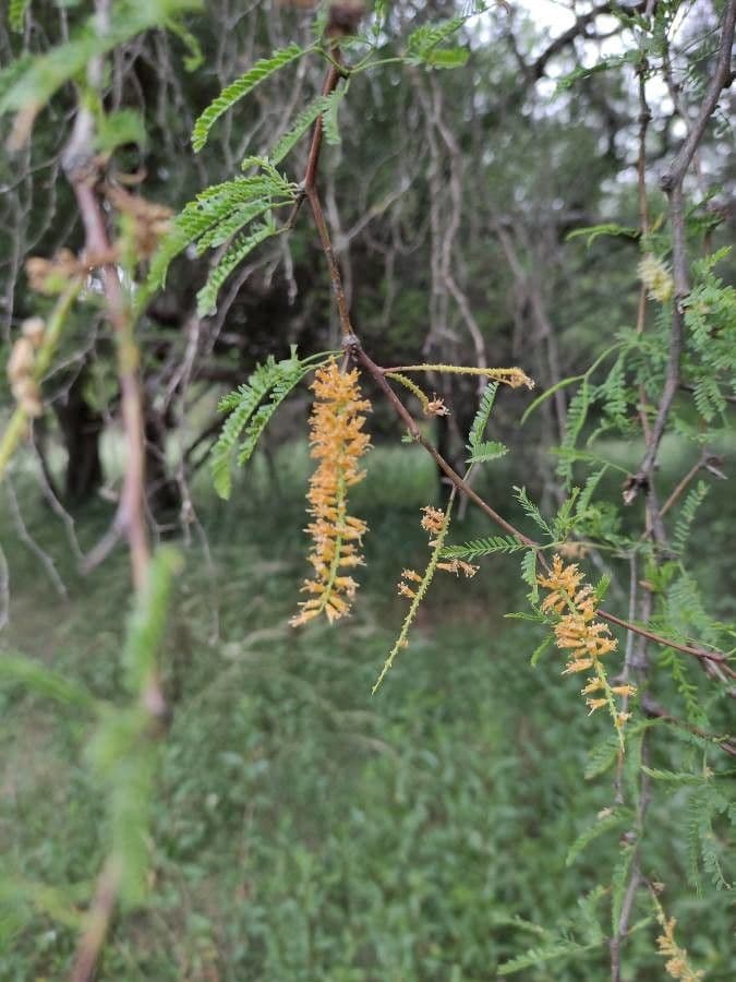 Prosopis affinis 6
