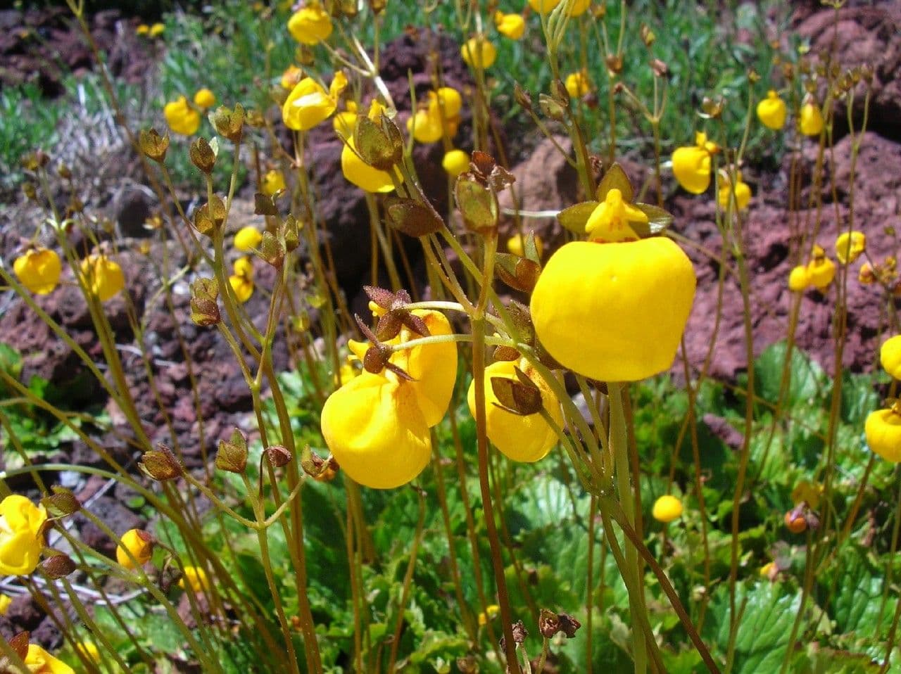 Calceolaria 3