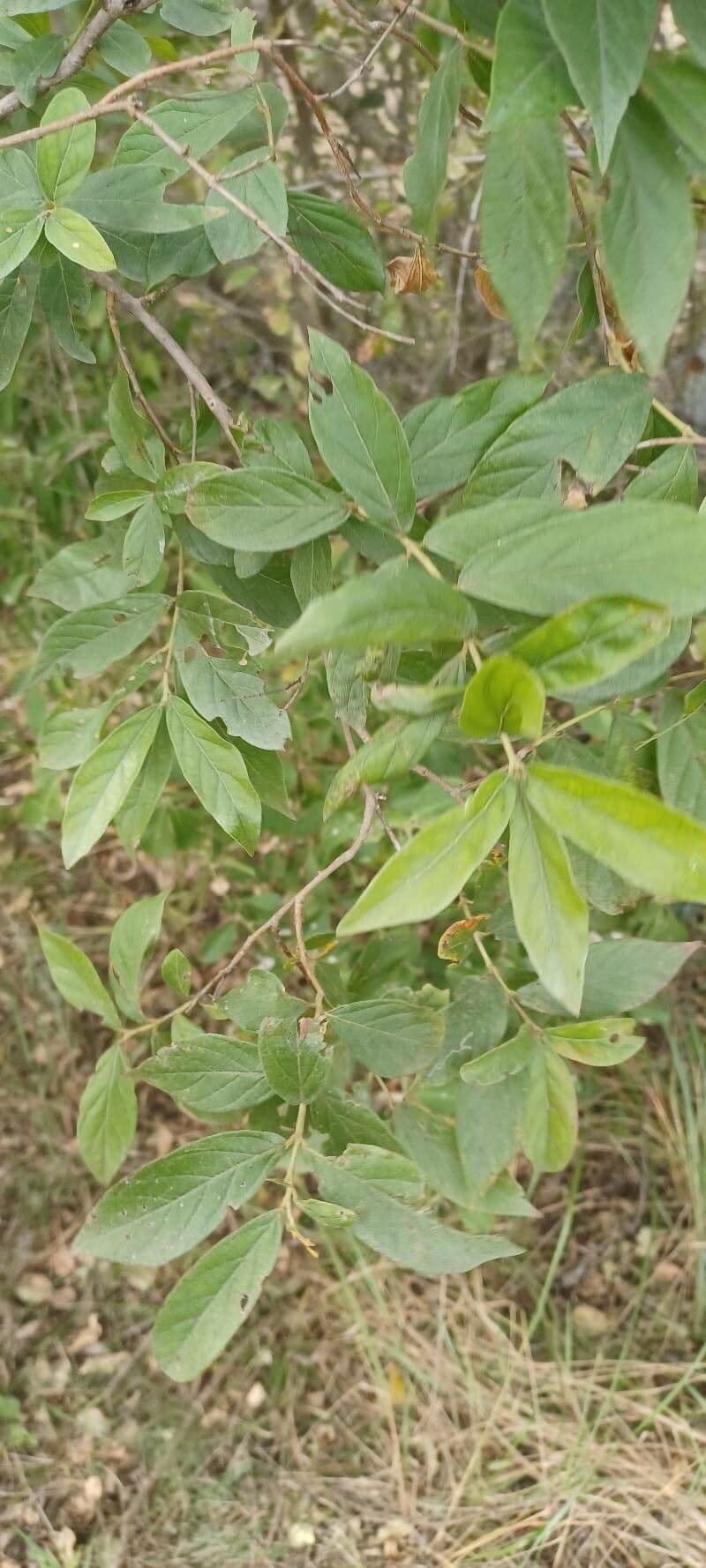 Combretum 9