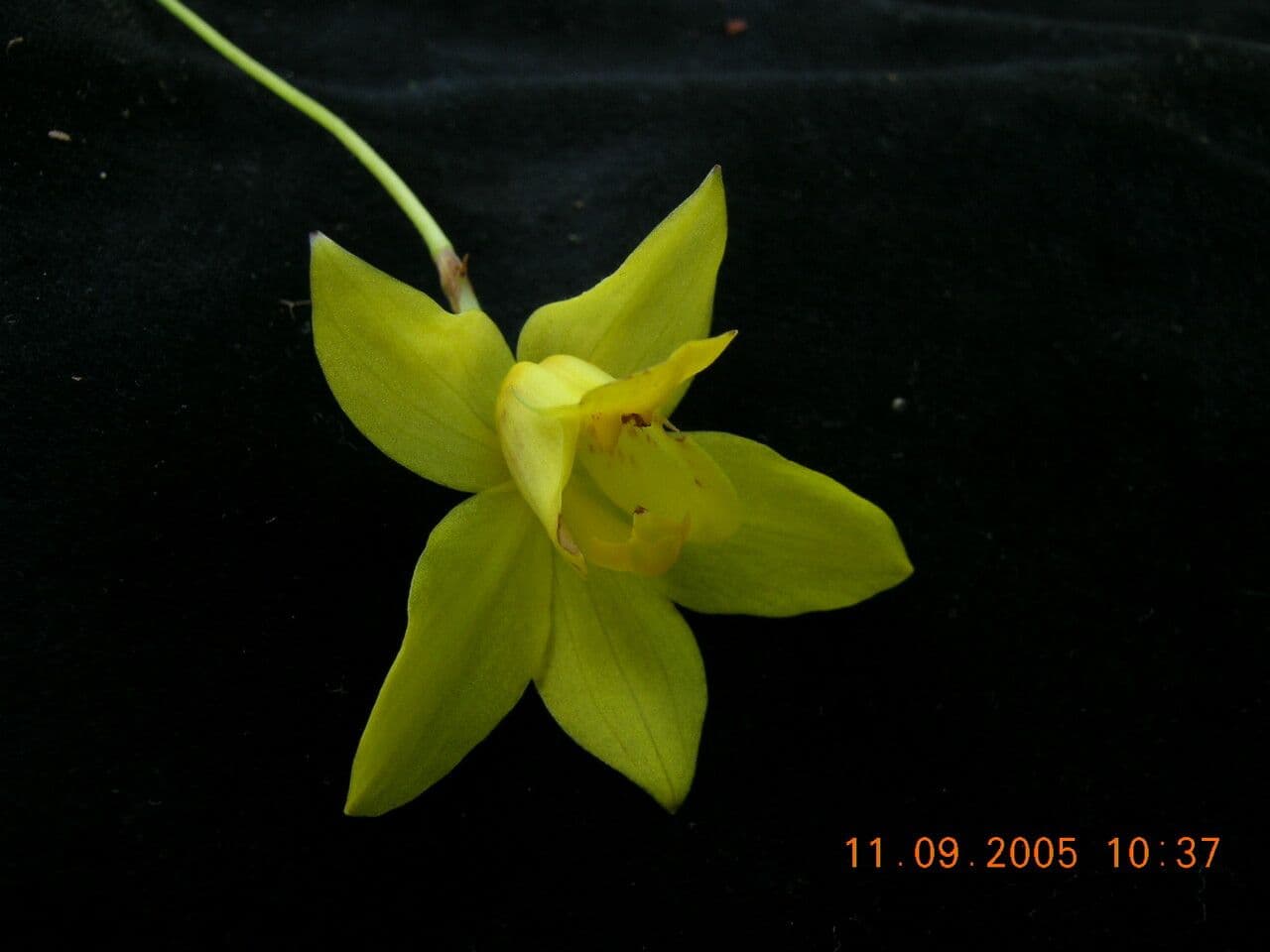 Spathoglottis 6