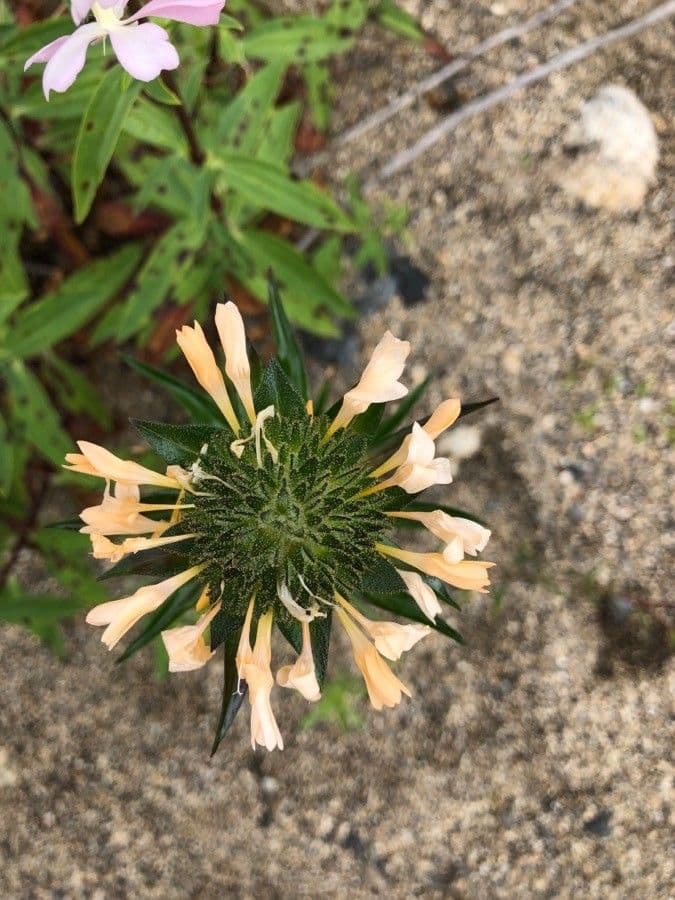 Collomia grandiflora 4