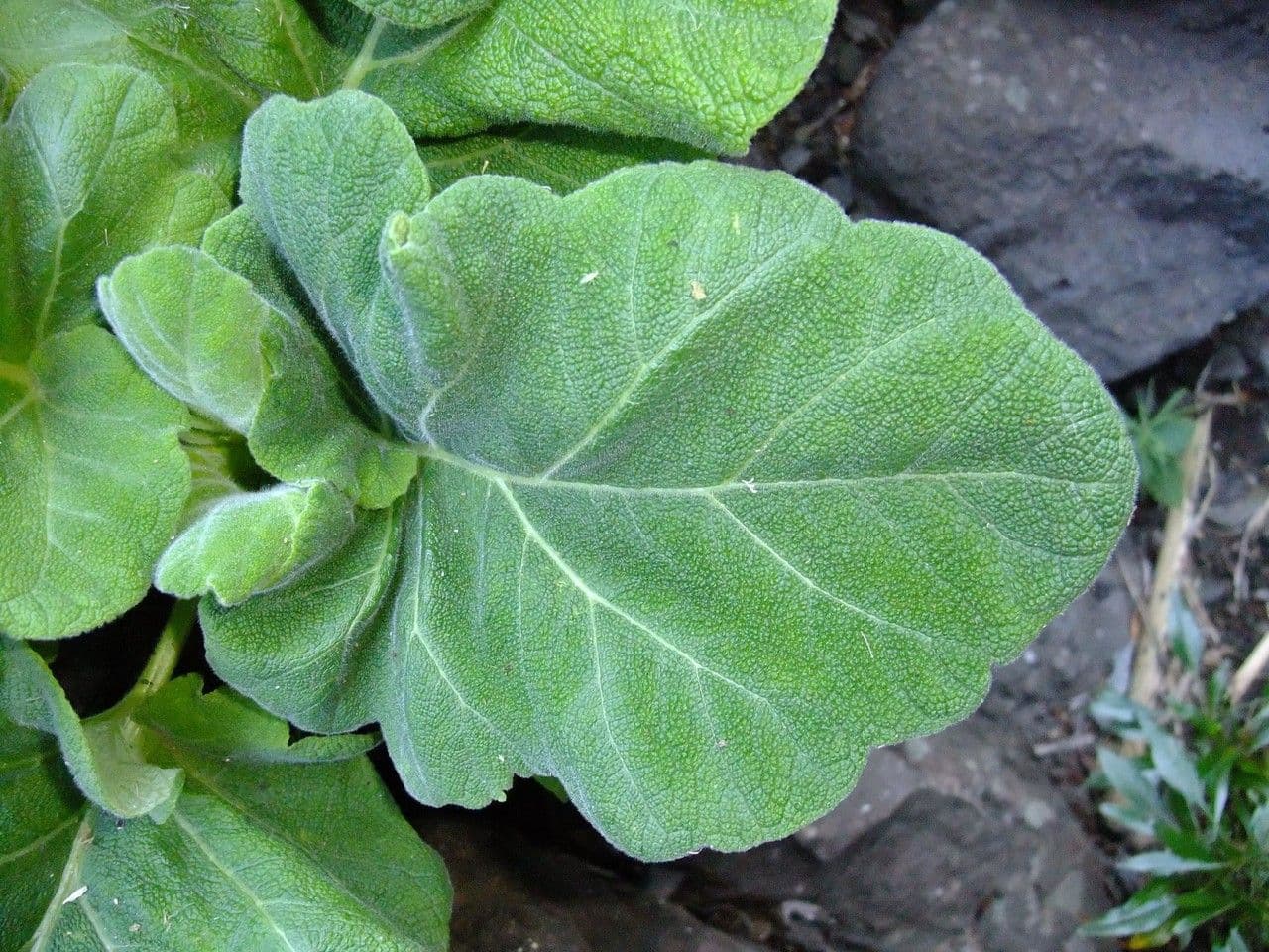 Salvia 9