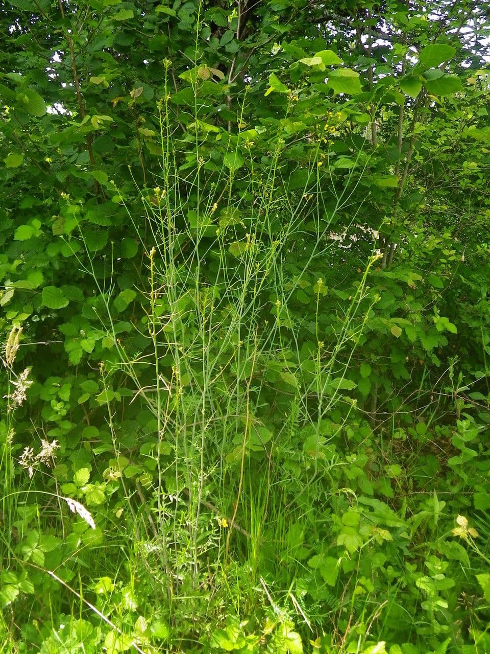 Erba cornacchia altissima 15