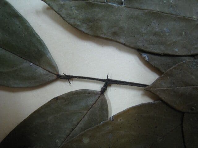Andira