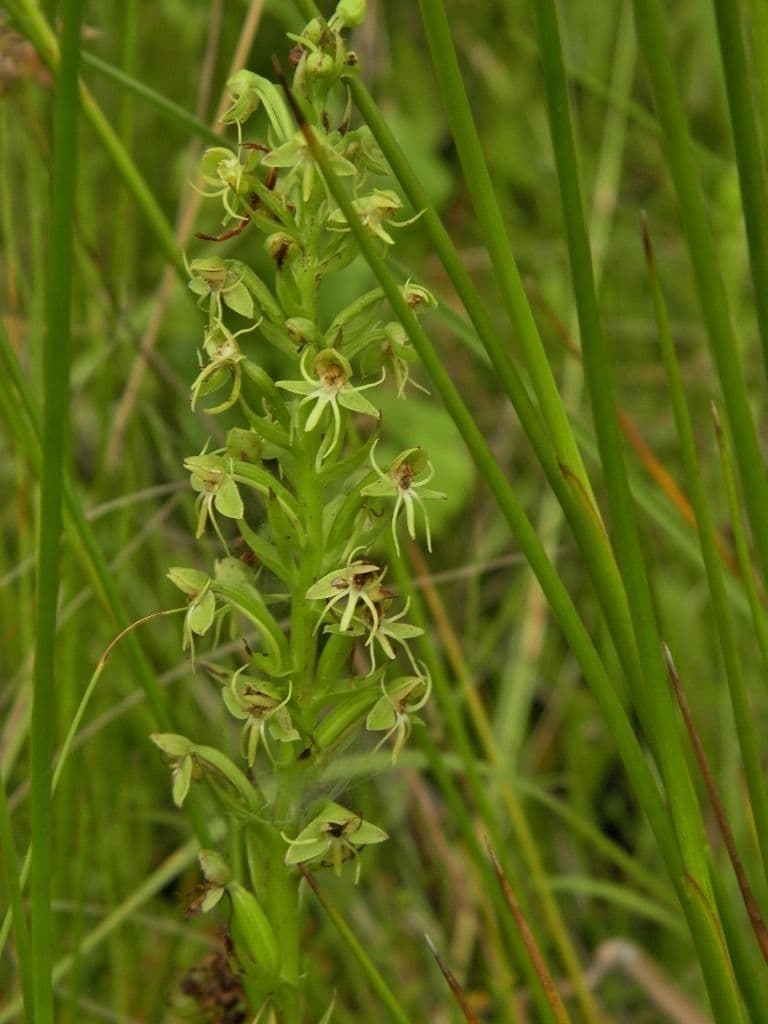 Orchidée d'eau 6