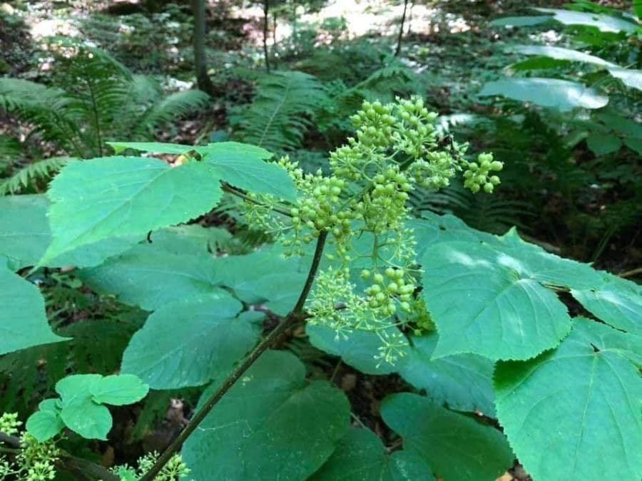 Araria racemosa 3