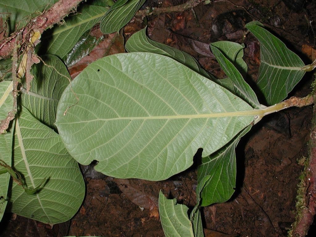 Ocotea 2