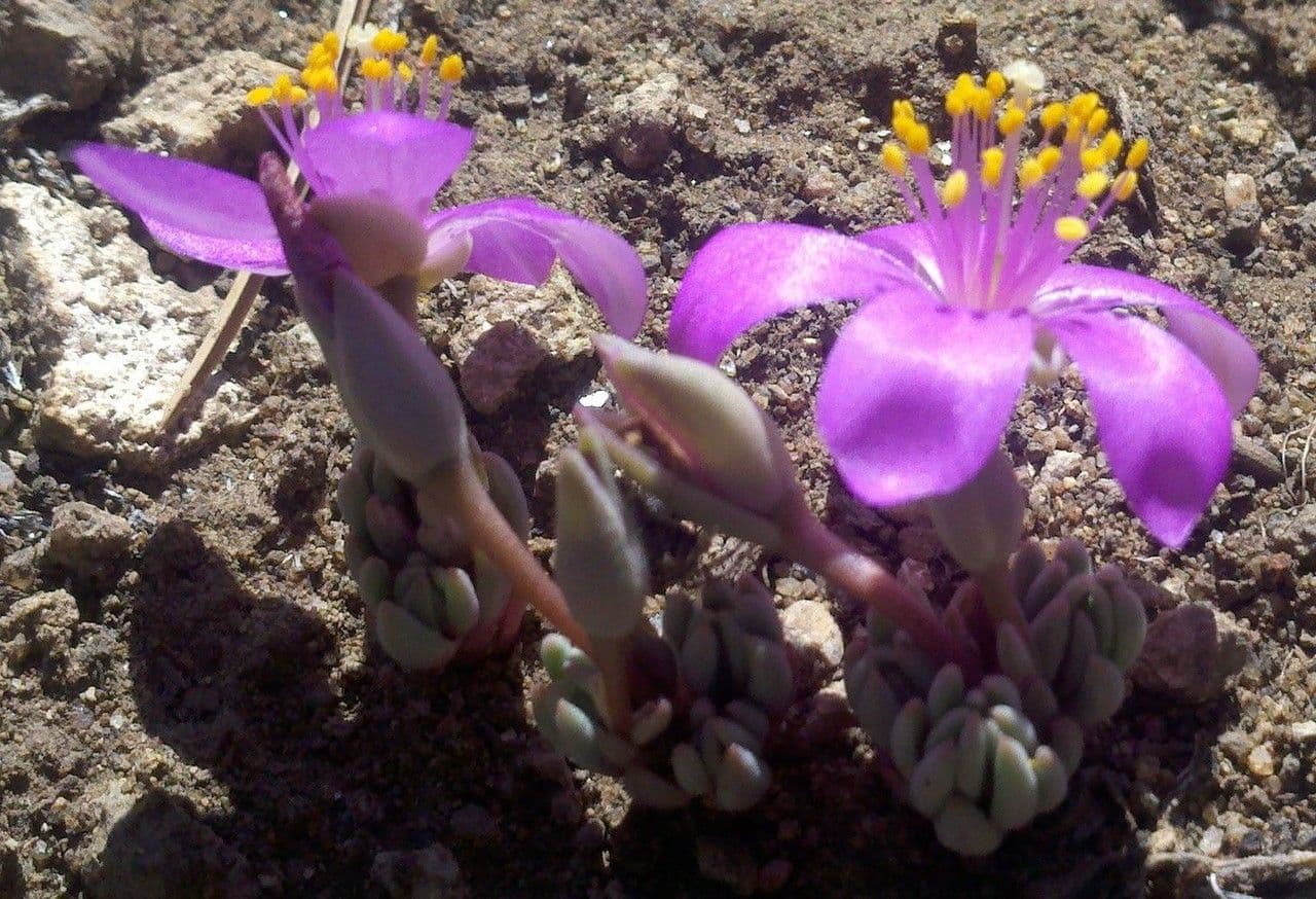 Phemeranthus 2
