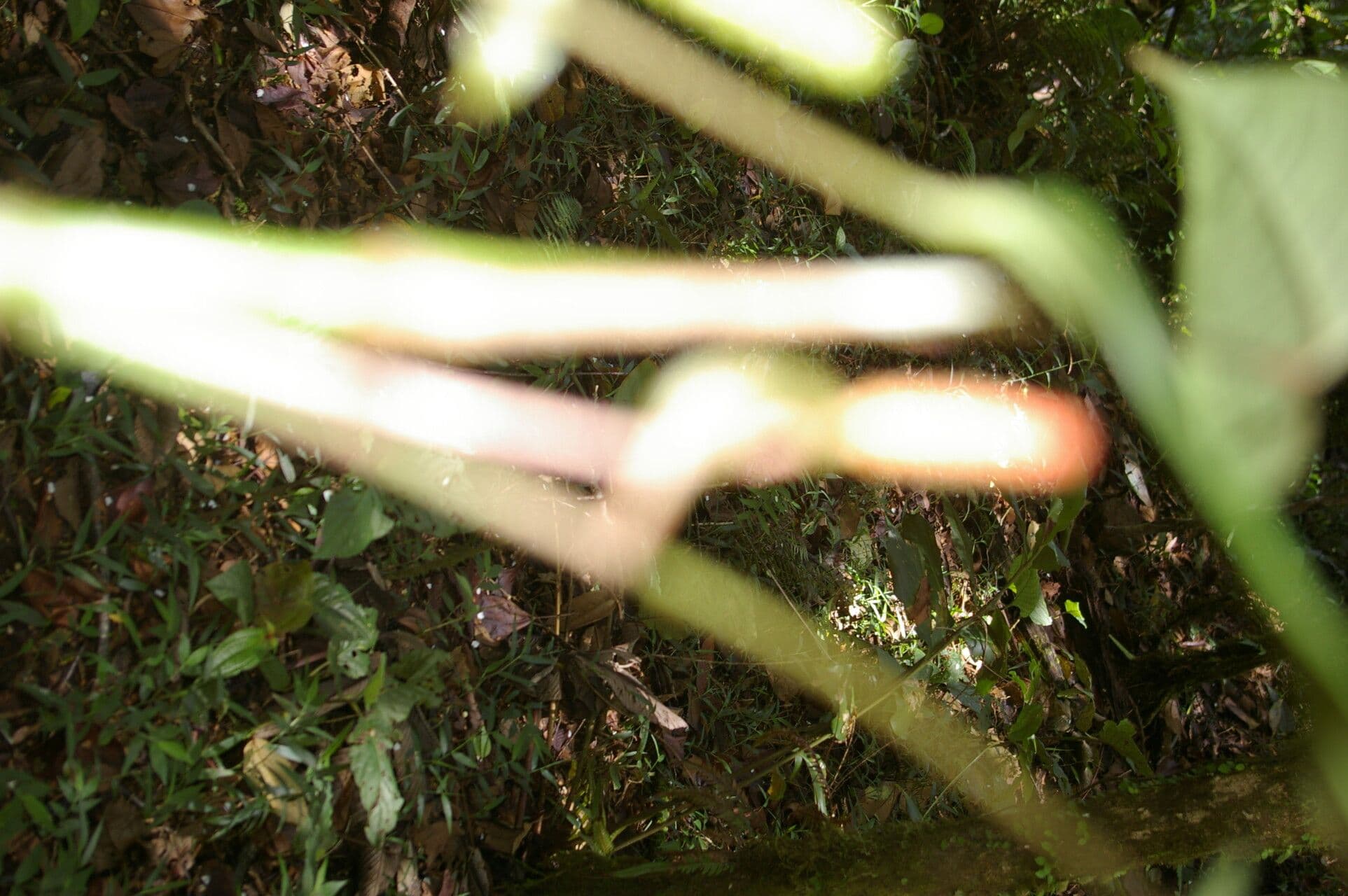 Anthurium a spata piccola 15