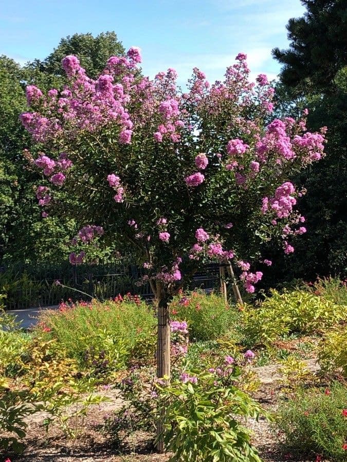 Lagerstroemia 11