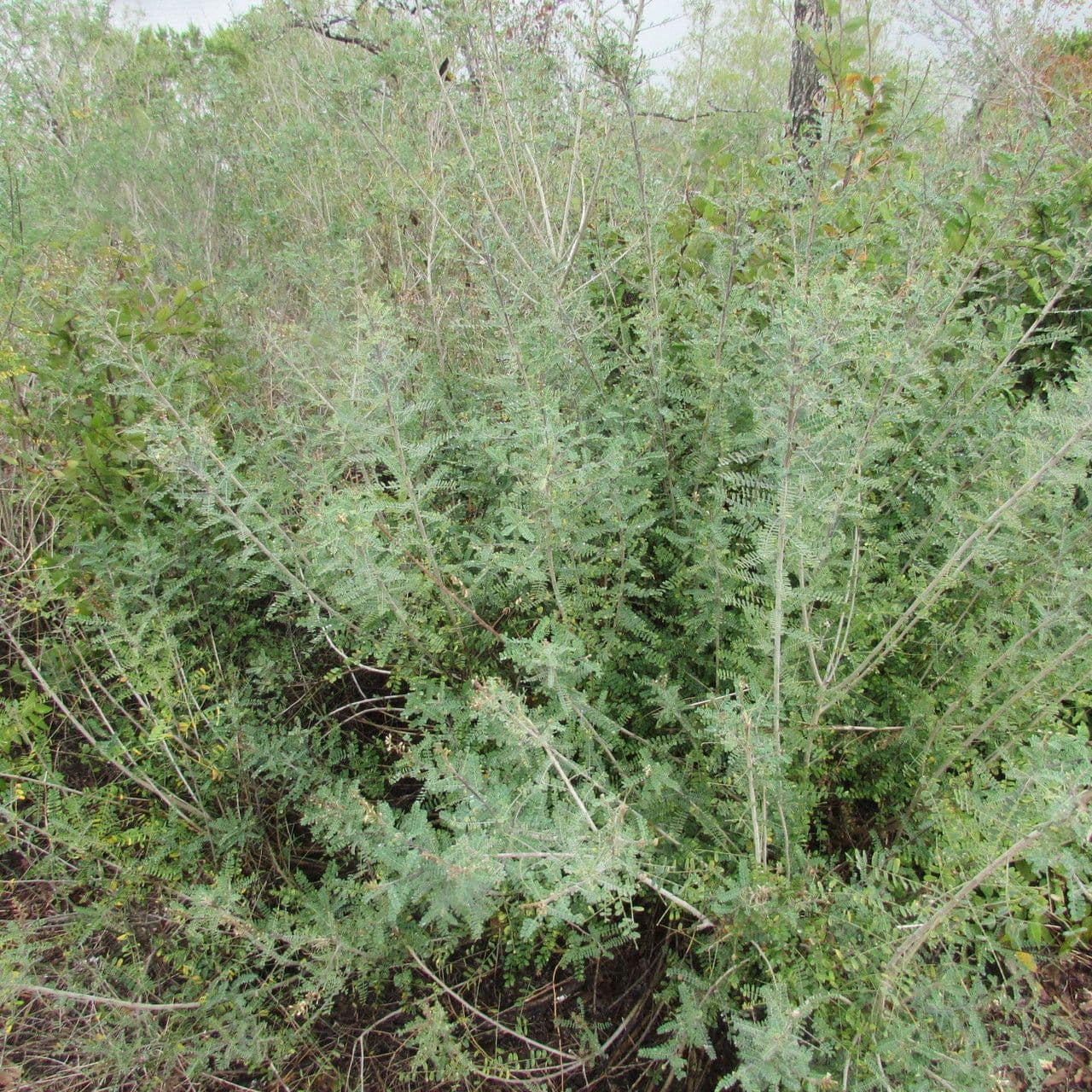 Eysenhardtia 9