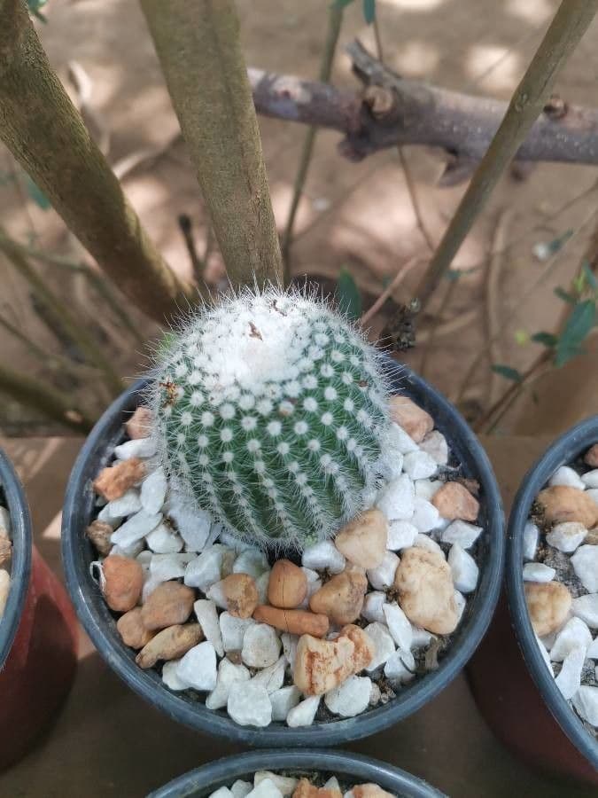 Parodia 3