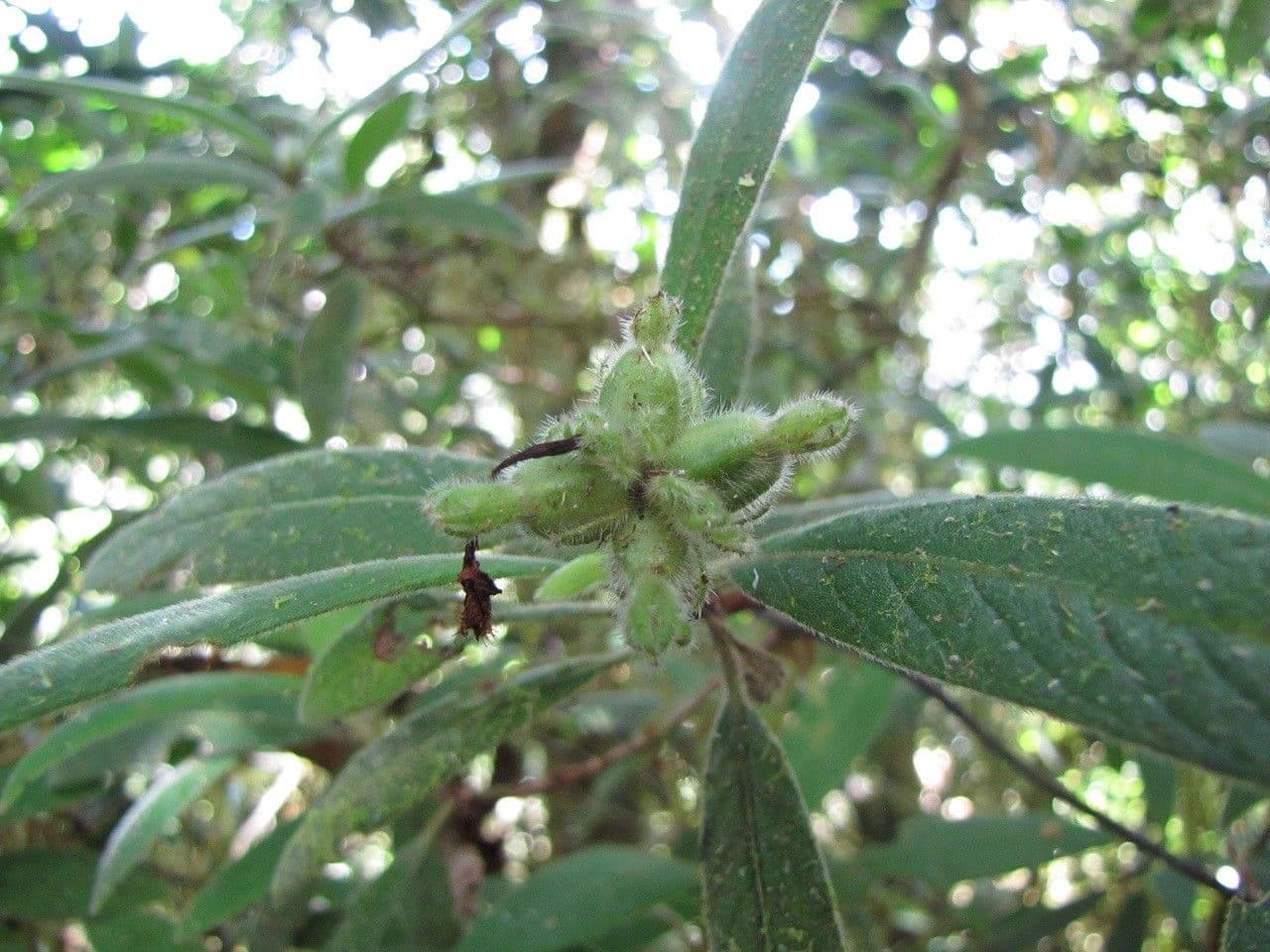 Psychotria 9