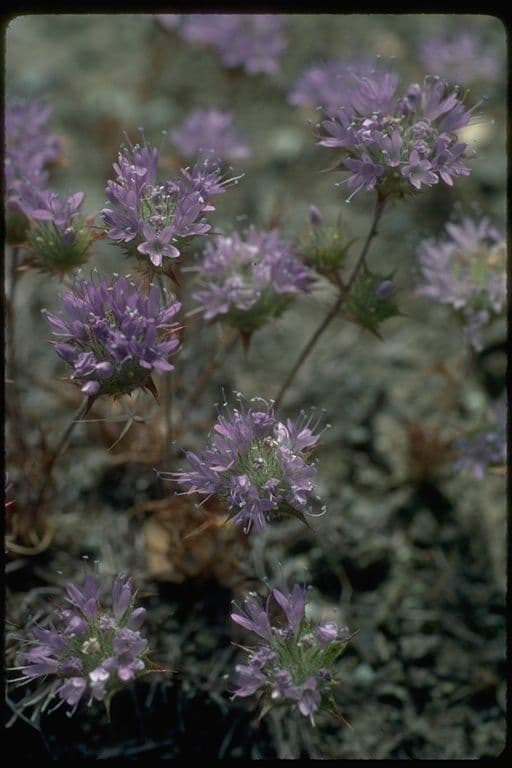 Navarretia