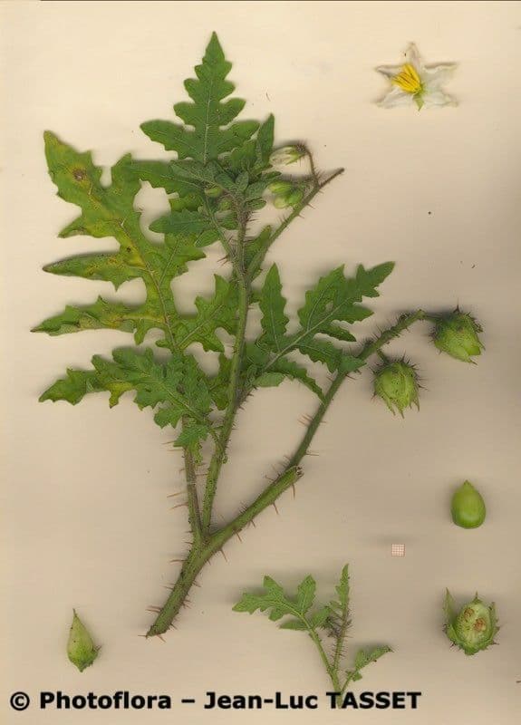 Zimbelkraut 26