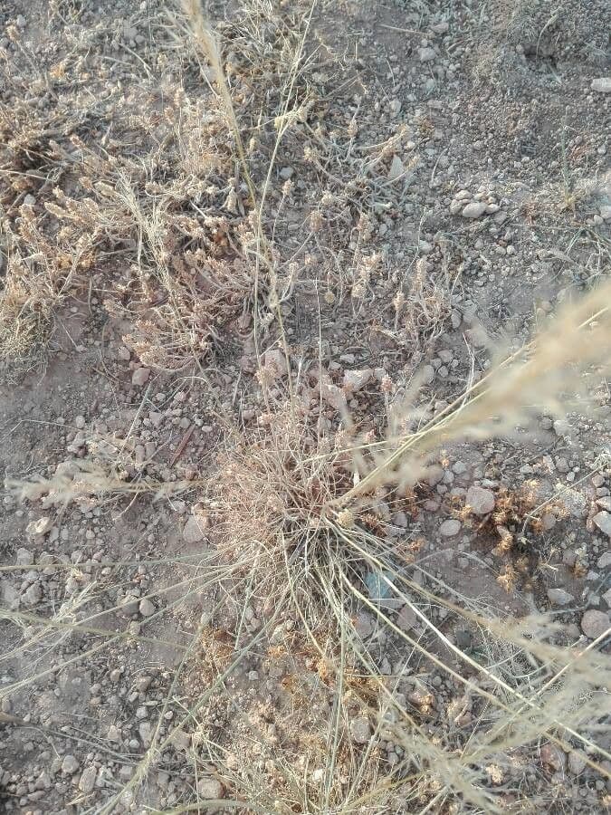 Stipa parviflora 8