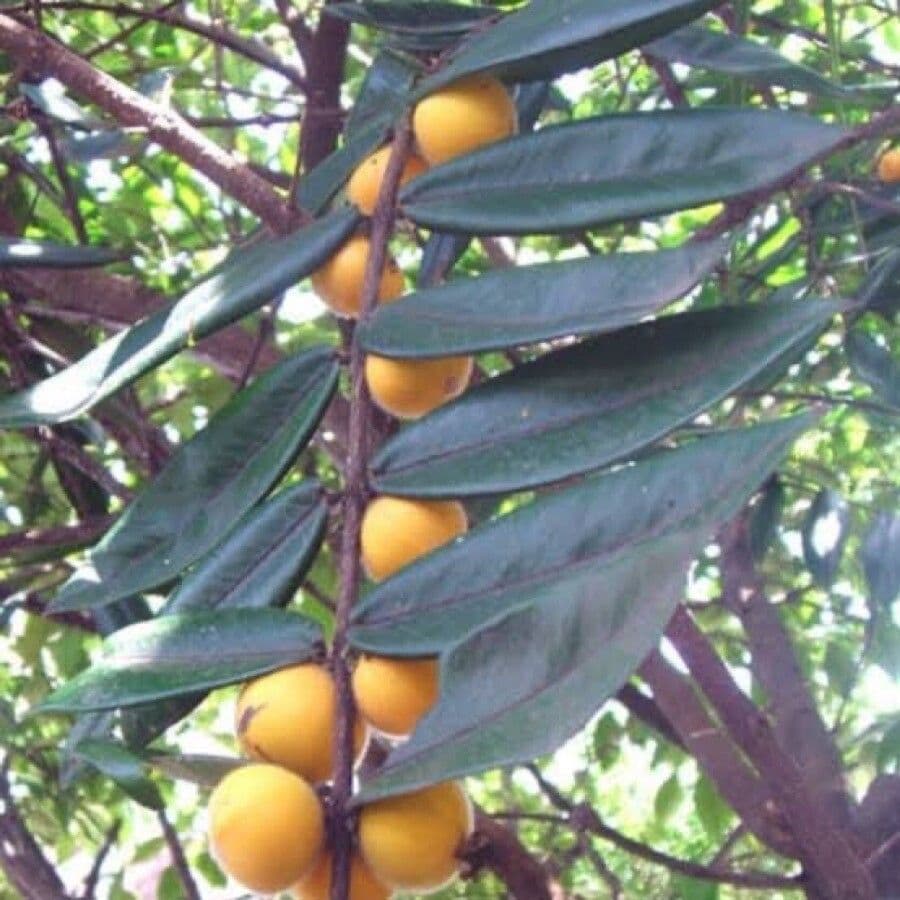 Mirciaria 4