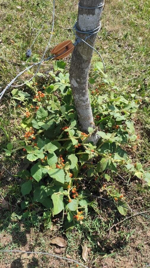 Solano giamaicano 14