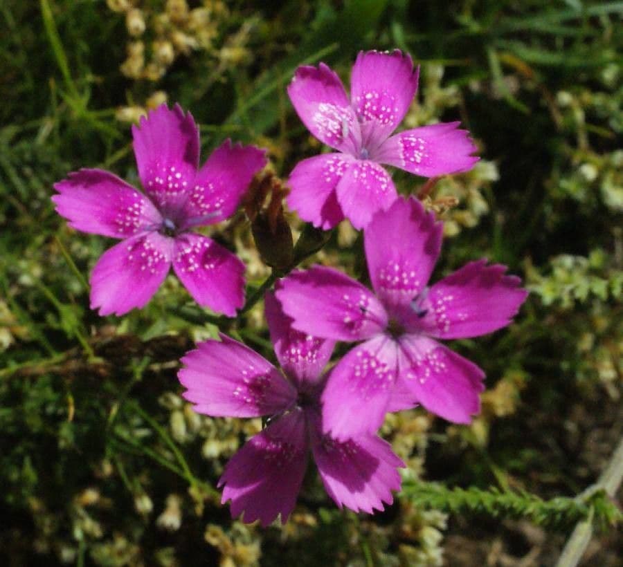 Heide-Nelke 10