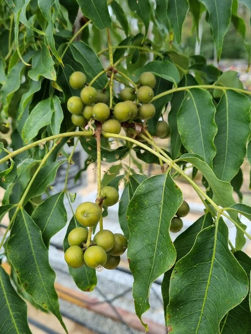Ekebergia 3