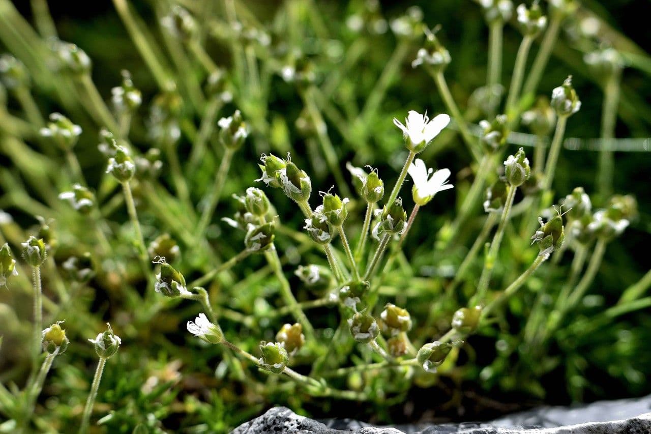 Minuartia ibrida 8