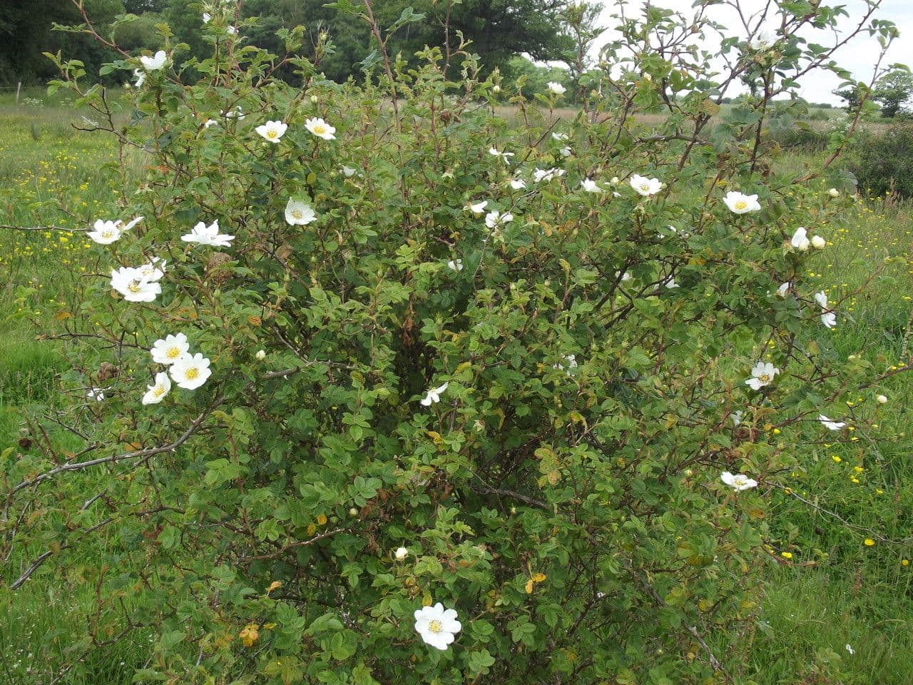 Kriech-Rose 11