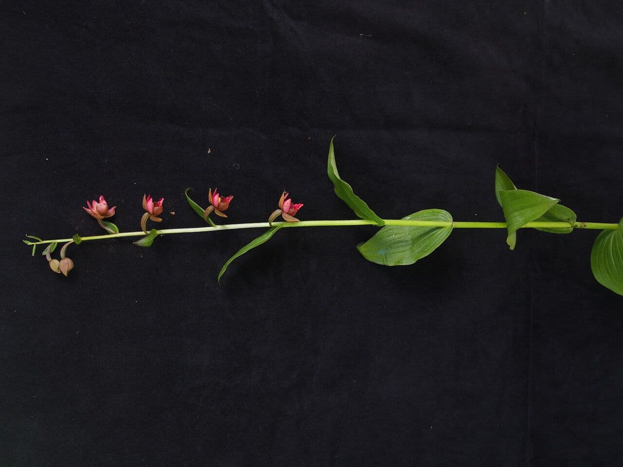 Epipactis di Royle 4