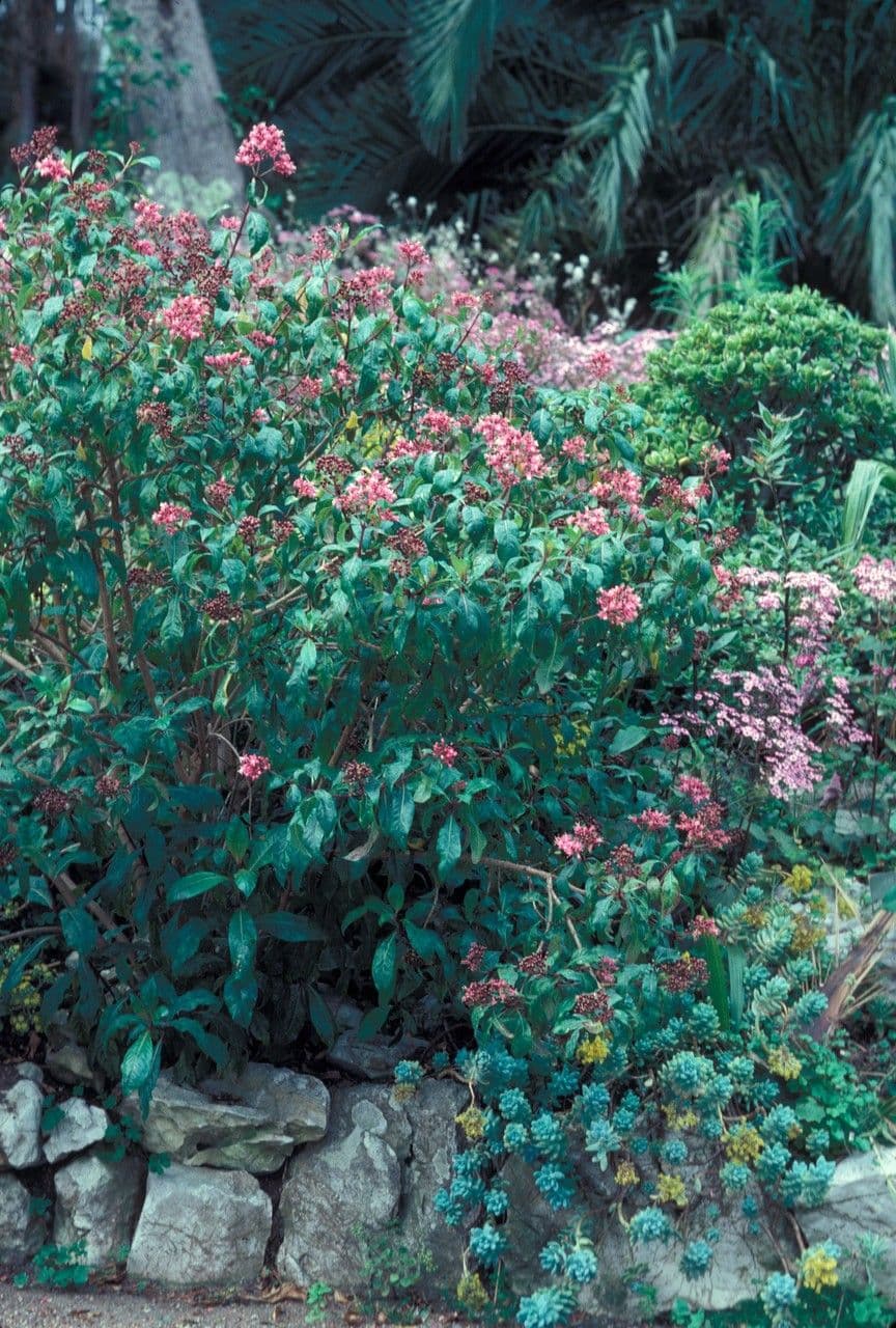 Fuchsia 6
