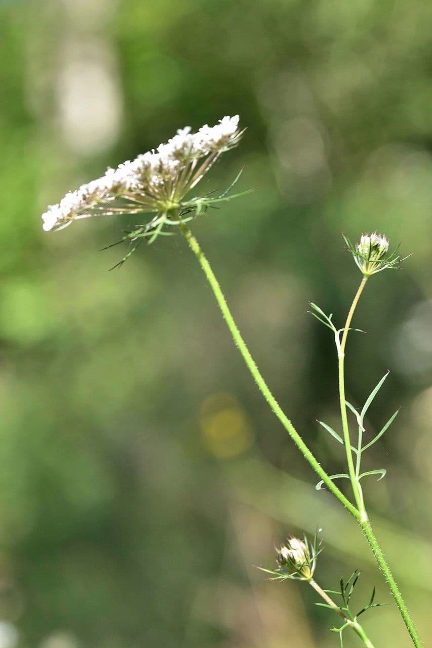 Dethawia 5