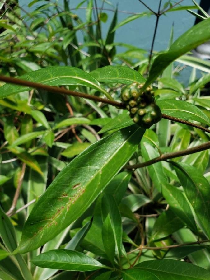 Morinda royoc 3