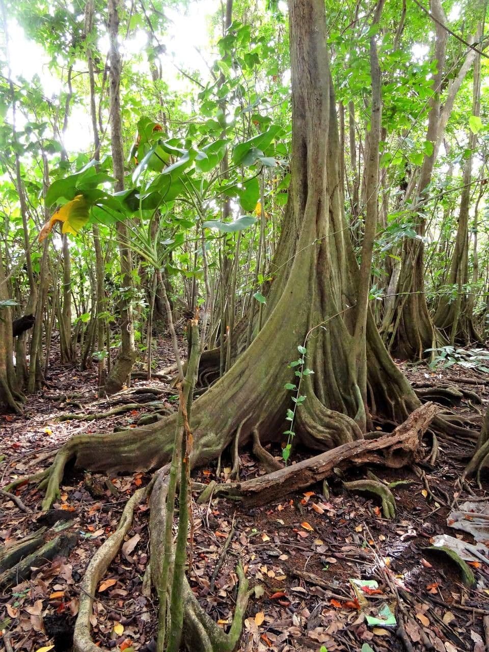 Pterocarpus 23