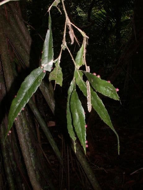 Pseudorhipsalis 2