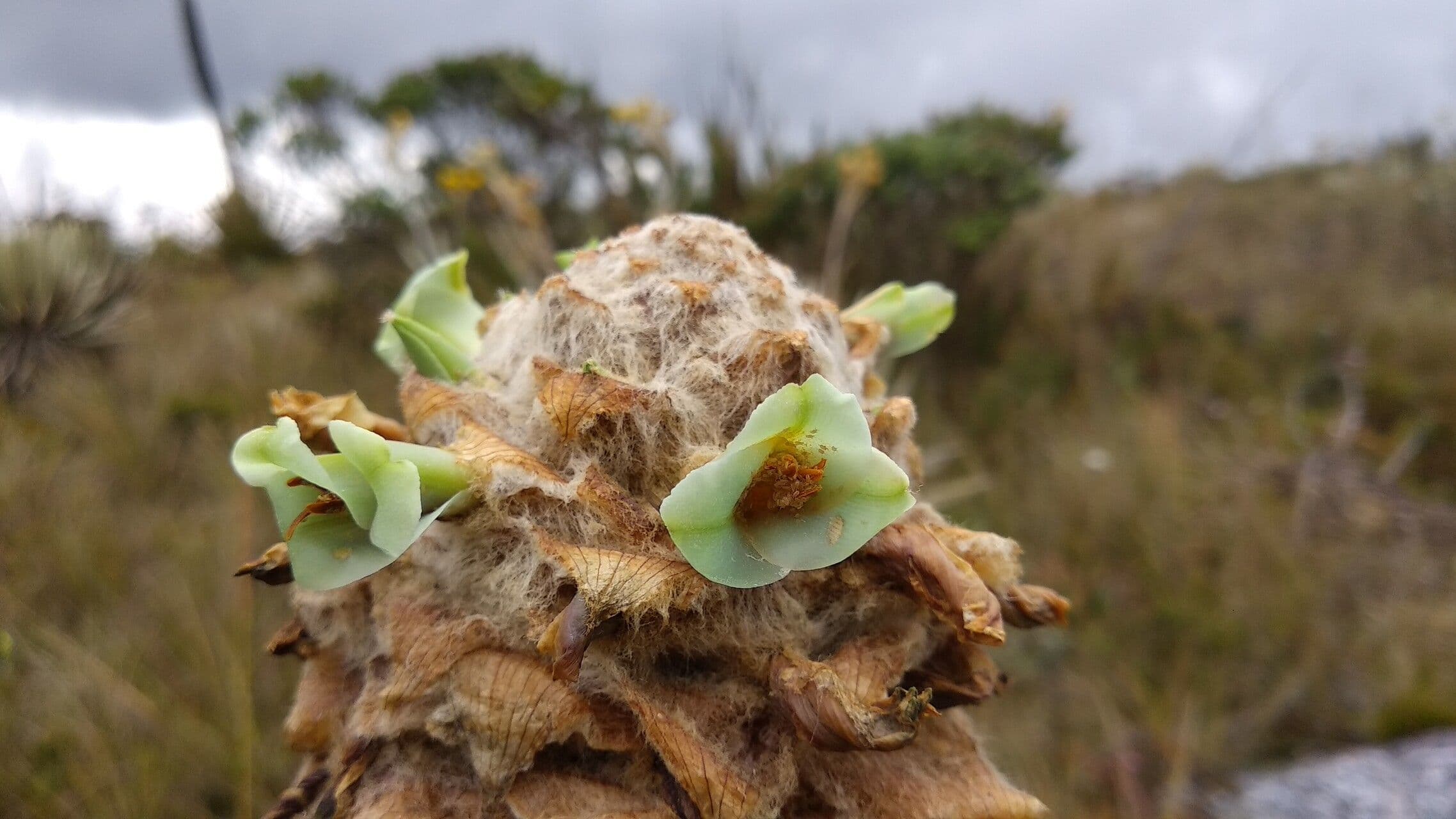 Puya 2