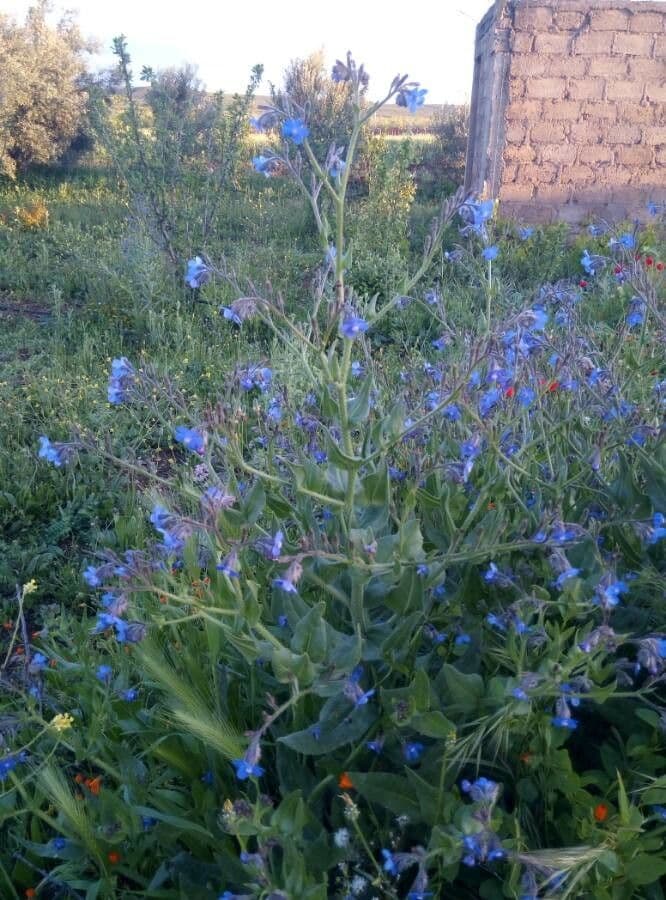 Buglossoides azzurra 11