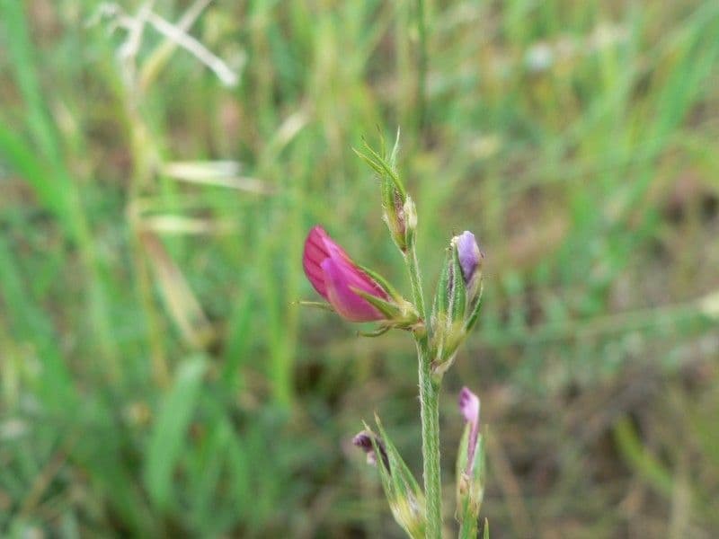 Spurydło 7