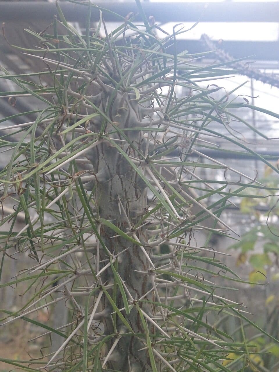 Albero polpo 2