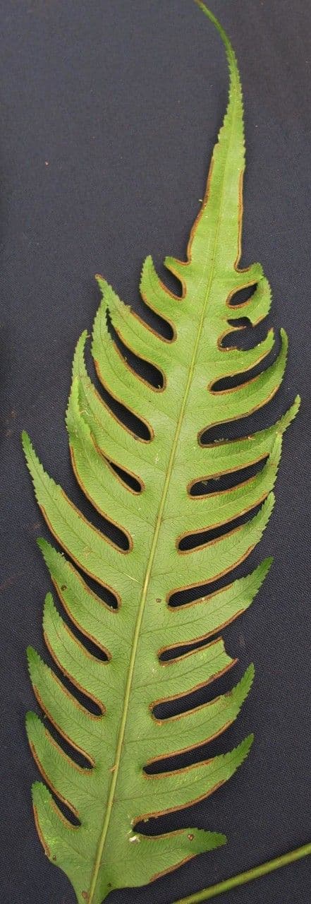 Pteris altissima 10