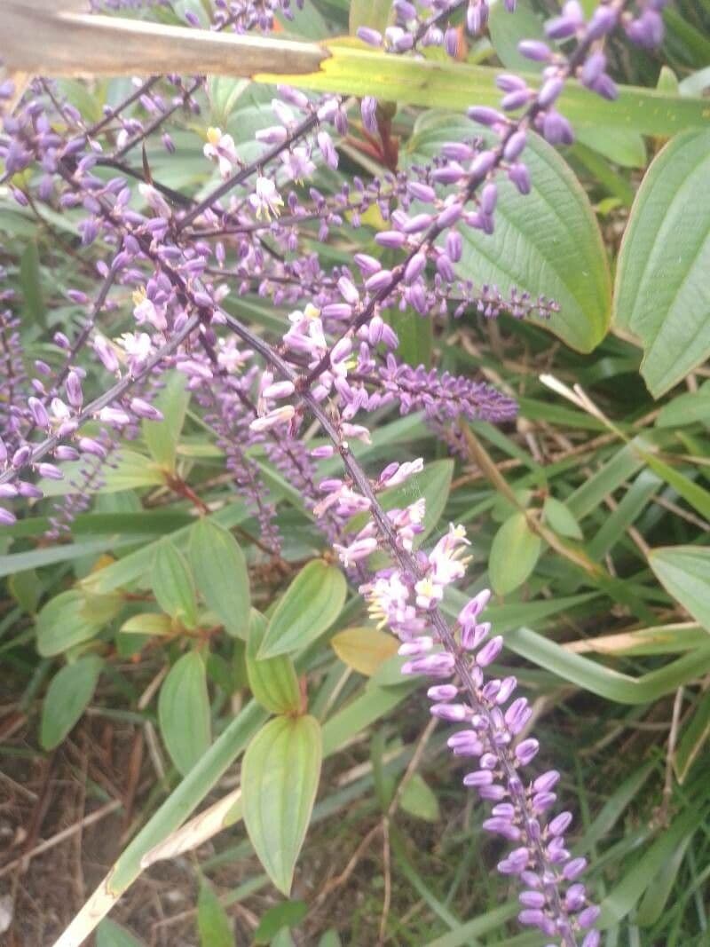 Cordyline stricta 5
