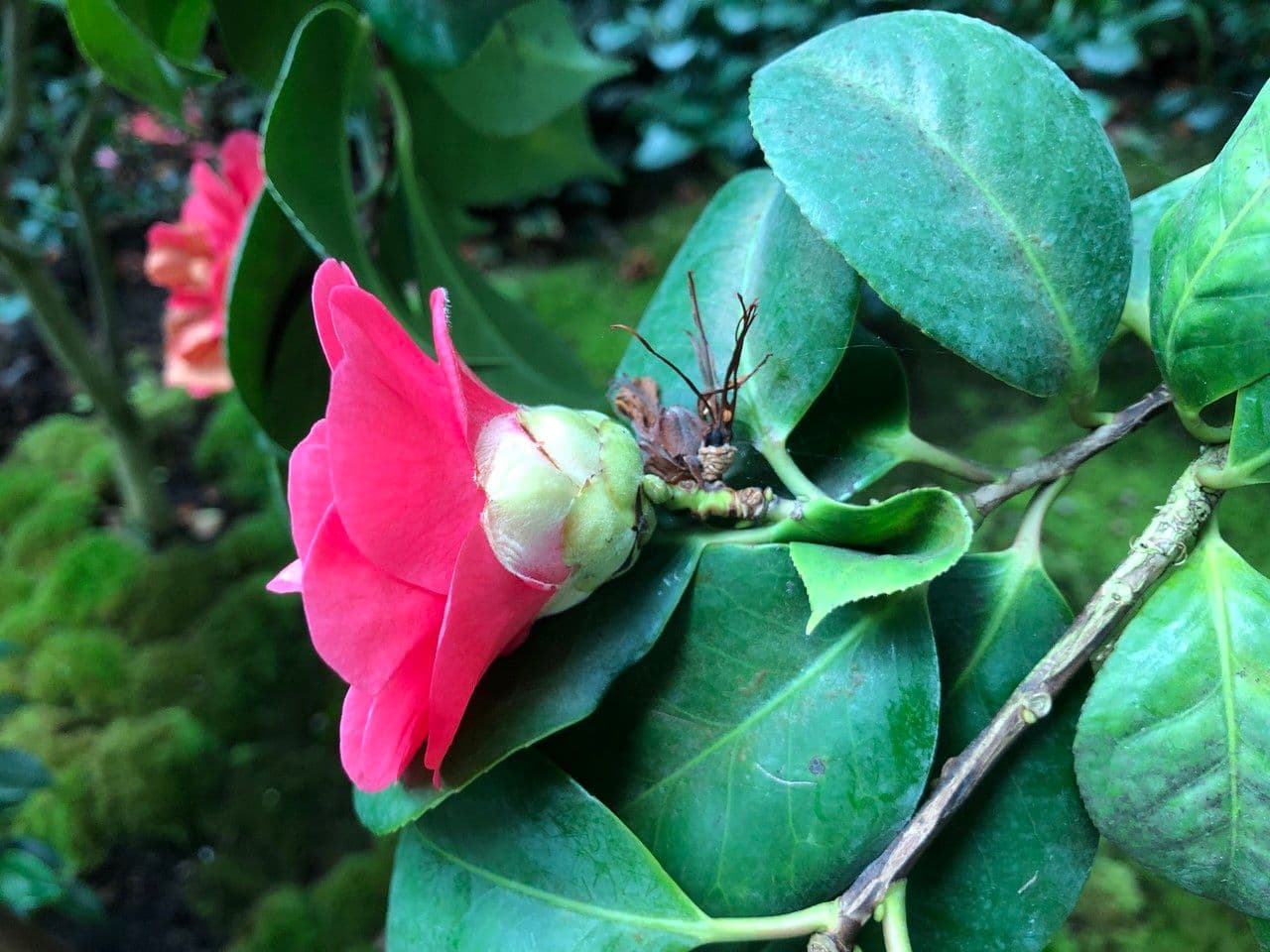 Camelia oleifera 7