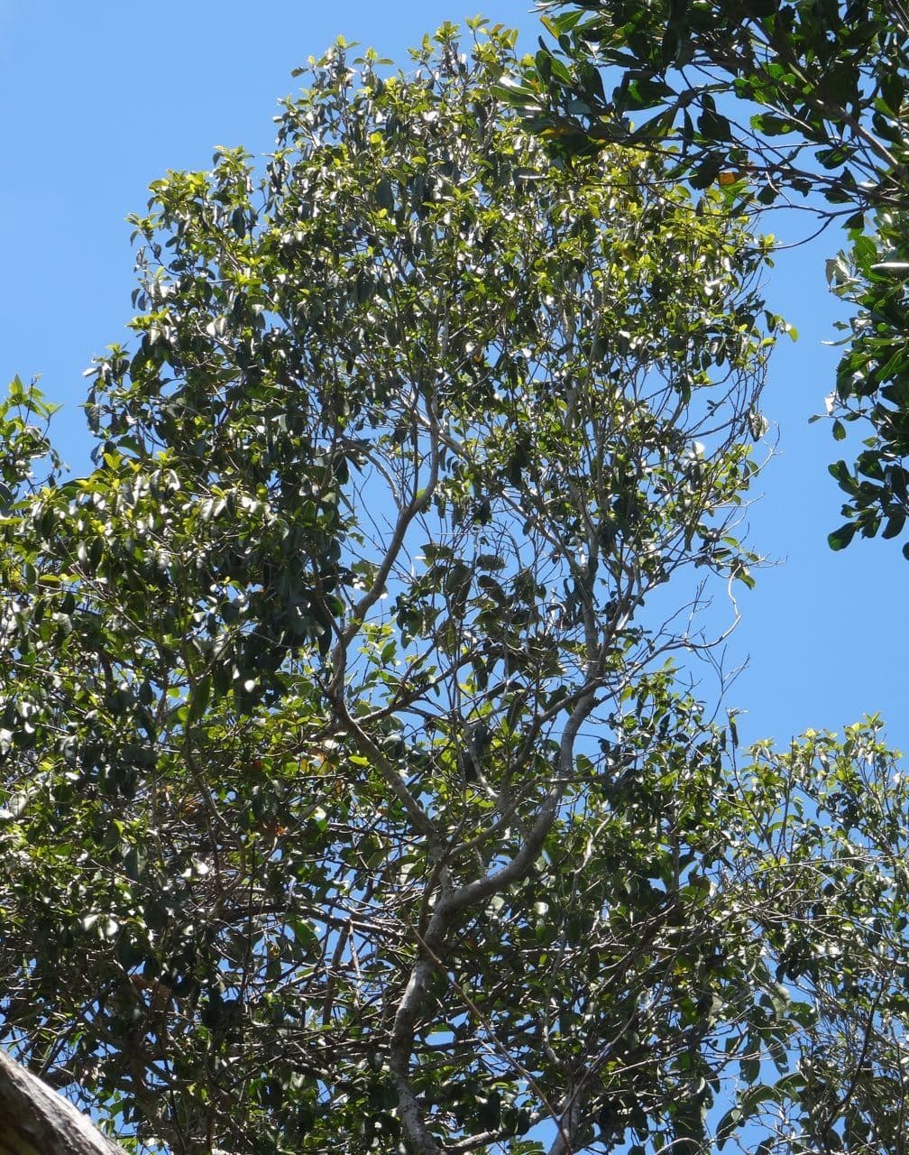 Tinadendron 4