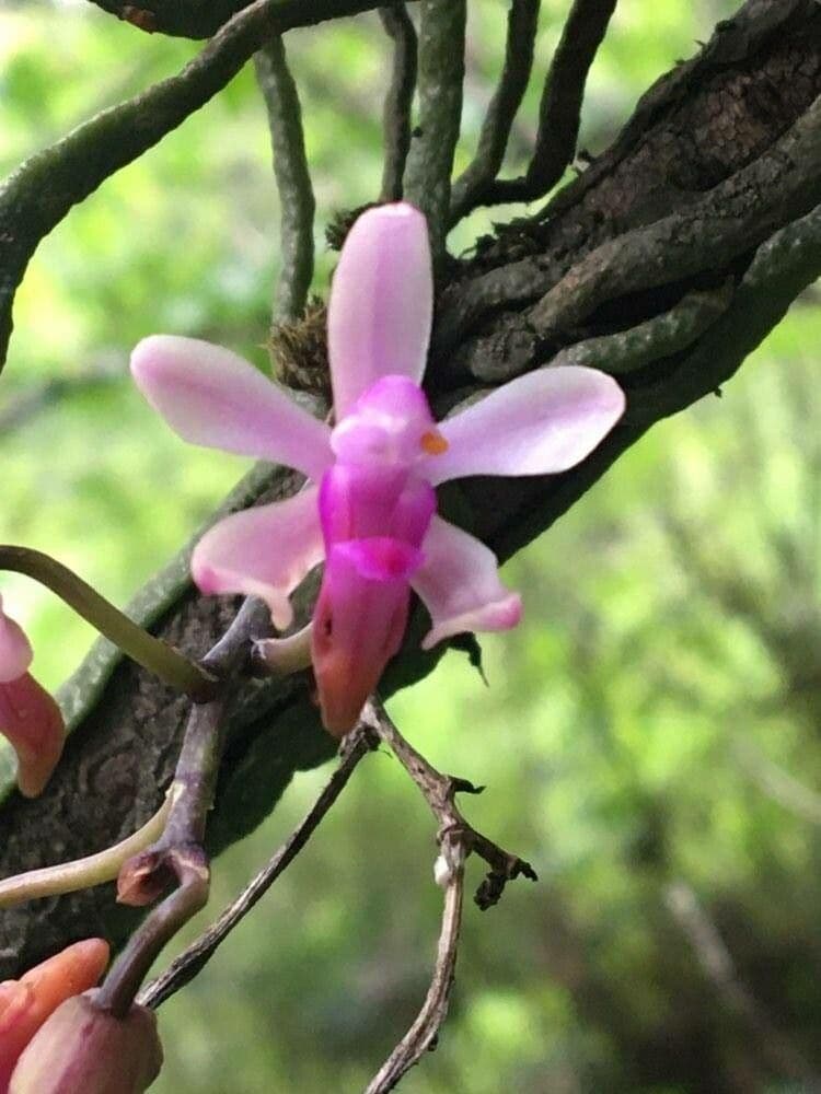 Faleopsa 3