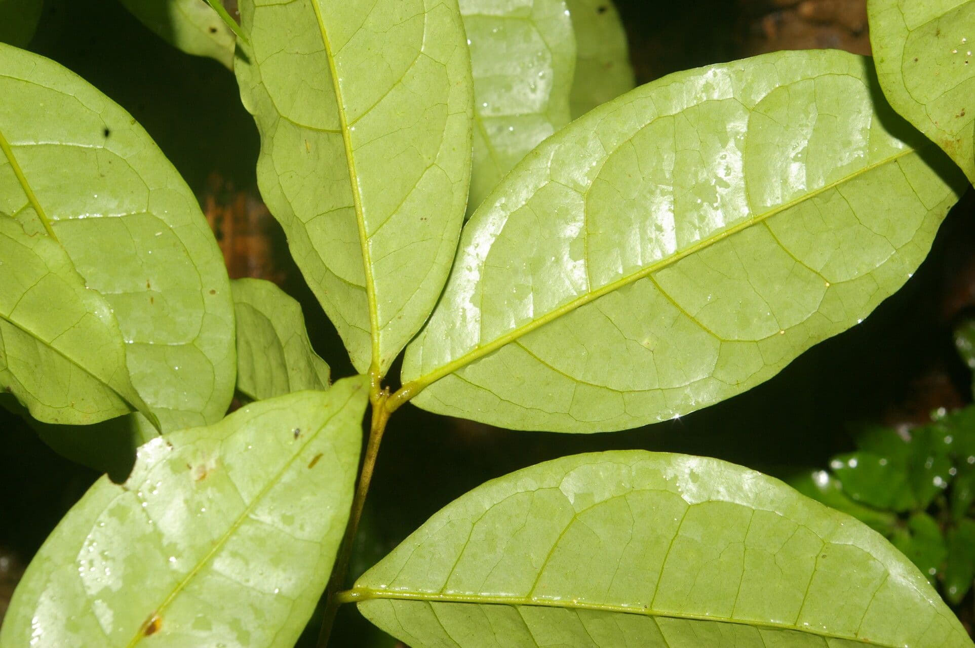 Eugenia 11