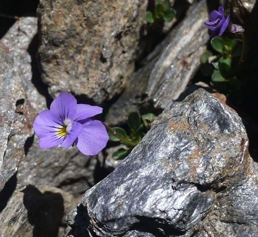 Viola 6