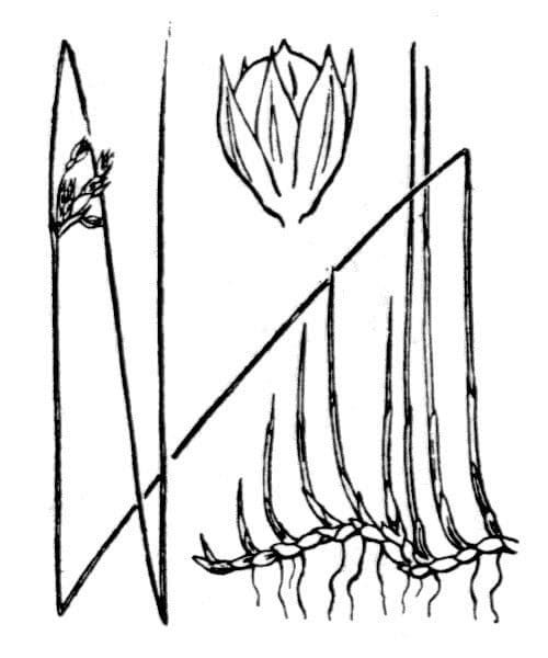 Giunco filiforme 29